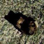 Palmerston Fort - Grain Tower Battery (Bing Maps)