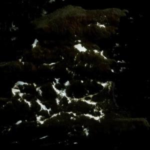 Petrel Island (South Georgia) (Bing Maps)